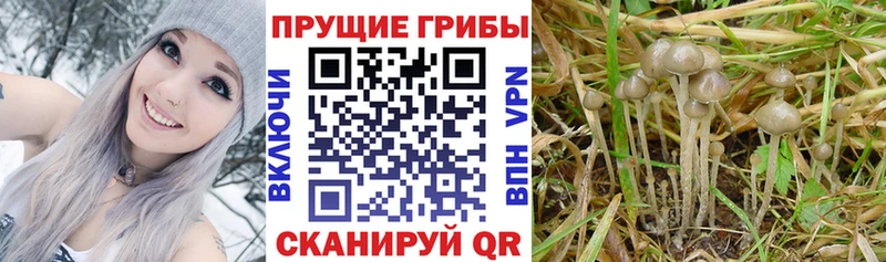 ссылка на мегу маркетплейс  Сарапул  Галлюциногенные грибы MAGIC MUSHROOMS 